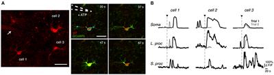 Diversity of Evoked Astrocyte Ca2+ Dynamics Quantified through Experimental Measurements and Mathematical Modeling